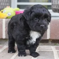 Crockette-Toy, a male Miniature Aussiedoodle for sale in Moravia, IA – 2 of 4