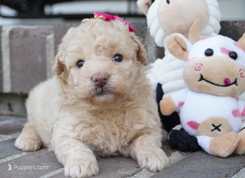 Stef – Poodle - Miniature  puppy for sale in Moravia, IA