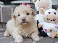Stef, a female Poodle - Miniature  for sale in Moravia, IA – 1 of 4