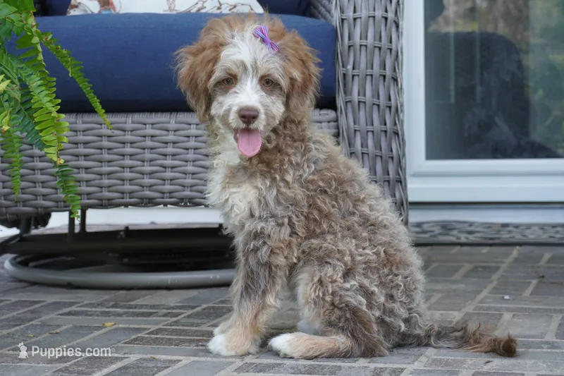 nelly-toy – Poodle - Toy , Toy Australian Shepherd puppy for sale in Moravia, IA