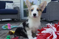 Dawson, a male Pembroke Welsh Corgi for sale in Moravia, IA – 3 of 9