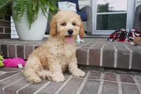 Marccen, a male Poodle - Toy  for sale in Moravia, IA – 4 of 9