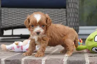 Teagan, a female Cavapoo for sale in Moravia, IA – 3 of 4
