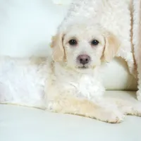 Cam-F1b Corgipoos, a female Pembroke Welsh Corgi and Poodle - Toy  for sale in Moravia, IA – Photo 5 of 10