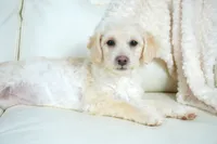 Cam-F1b Corgipoos, a female Pembroke Welsh Corgi and Poodle - Toy  for sale in Moravia, IA – Photo 5 of 8