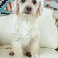 Cam-F1b Corgipoos, a female Pembroke Welsh Corgi and Poodle - Toy  for sale in Moravia, IA – Photo 1 of 10