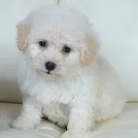 Cam-F1b Corgipoos, a female Pembroke Welsh Corgi and Poodle - Toy  for sale in Moravia, IA – Photo 7 of 10