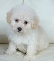 Cam-F1b Corgipoos, a female Pembroke Welsh Corgi and Poodle - Toy  for sale in Moravia, IA – Photo 7 of 8