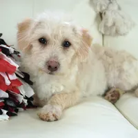 Cam-F1b Corgipoos, a female Pembroke Welsh Corgi and Poodle - Toy  for sale in Moravia, IA – Photo 3 of 10
