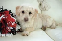 Cam-F1b Corgipoos, a female Pembroke Welsh Corgi and Poodle - Toy  for sale in Moravia, IA – Photo 3 of 8