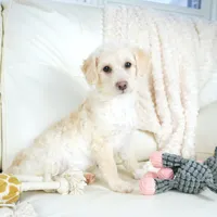 Cam-F1b Corgipoos, a female Pembroke Welsh Corgi and Poodle - Toy  for sale in Moravia, IA – Photo 4 of 10