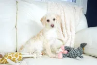 Cam-F1b Corgipoos, a female Pembroke Welsh Corgi and Poodle - Toy  for sale in Moravia, IA – Photo 4 of 8