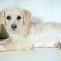 Cam-F1b Corgipoos, a female Pembroke Welsh Corgi and Poodle - Toy  for sale in Moravia, IA – Photo 6 of 10