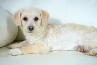 Cam-F1b Corgipoos, a female Pembroke Welsh Corgi and Poodle - Toy  for sale in Moravia, IA – Photo 6 of 8