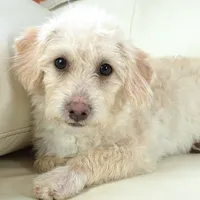 Cam-F1b Corgipoos, a female Pembroke Welsh Corgi and Poodle - Toy  for sale in Moravia, IA – Photo 2 of 10