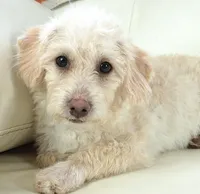 Cam-F1b Corgipoos, a female Pembroke Welsh Corgi and Poodle - Toy  for sale in Moravia, IA – Photo 2 of 8