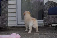 Cam-F1b Corgipoos, a female Pembroke Welsh Corgi and Poodle - Toy  for sale in Moravia, IA – Photo 10 of 10