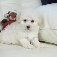 Cam-F1b Corgipoos, a female Pembroke Welsh Corgi and Poodle - Toy  for sale in Moravia, IA – Photo 8 of 10