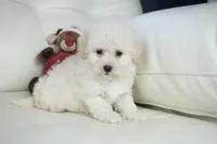 Cam-F1b Corgipoos, a female Pembroke Welsh Corgi and Poodle - Toy  for sale in Moravia, IA – Photo 8 of 8