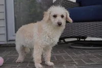 Cam-F1b Corgipoos, a female Pembroke Welsh Corgi and Poodle - Toy  for sale in Moravia, IA – Photo 9 of 10