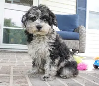 Rylee, a female Poodle - Toy  for sale in Moravia, IA – 2 of 8
