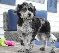 Rylee, a female Poodle - Toy  for sale in Moravia, IA – 5 of 10