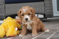 Teddi-Girl, a female Cavapoo for sale in Moravia, IA – 3 of 4