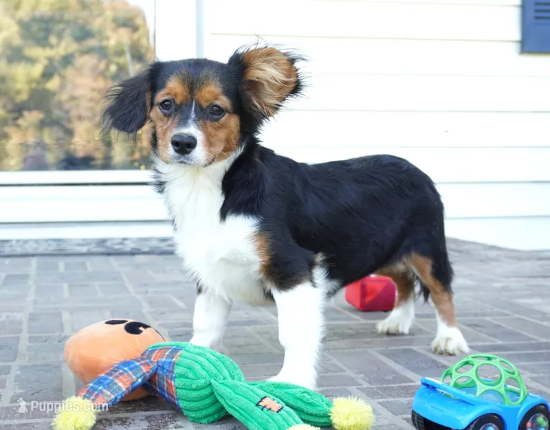 Poppy – Pembroke Welsh Corgi, Cavalier King Charles Spaniel puppy for sale in Moravia, IA