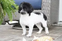 Blitzen, a male Poodle - Toy  for sale in Moravia, IA – 4 of 6