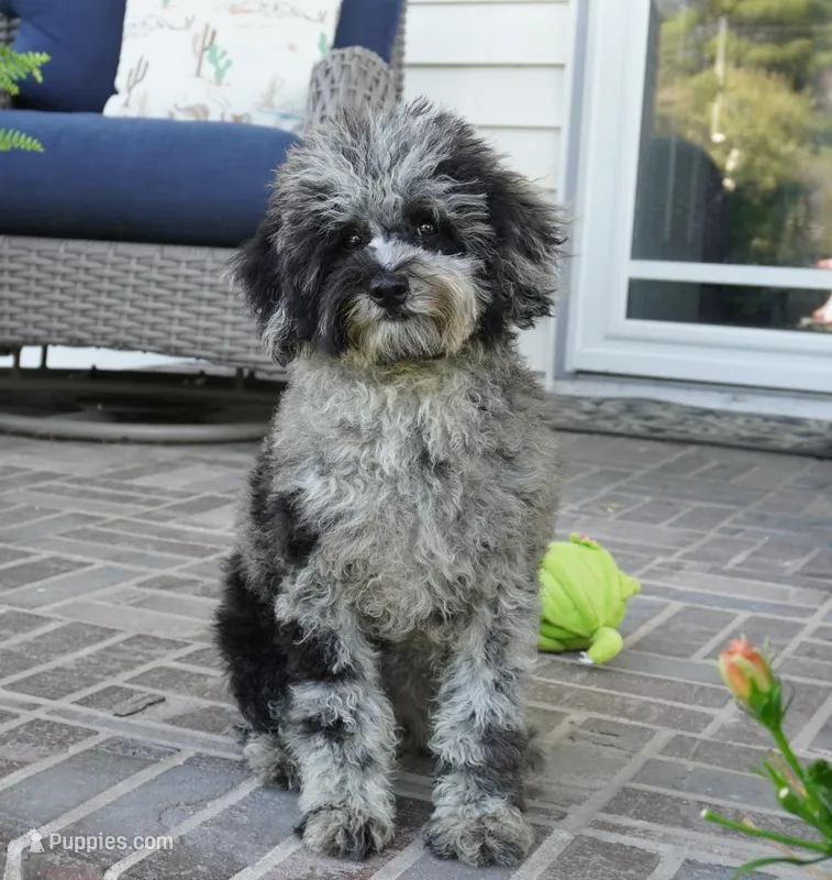 Malia – Poodle - Toy  puppy for sale in Moravia, IA