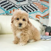 gem, a male Miniature Aussiedoodle for sale in Moravia, IA – Photo 3 of 4