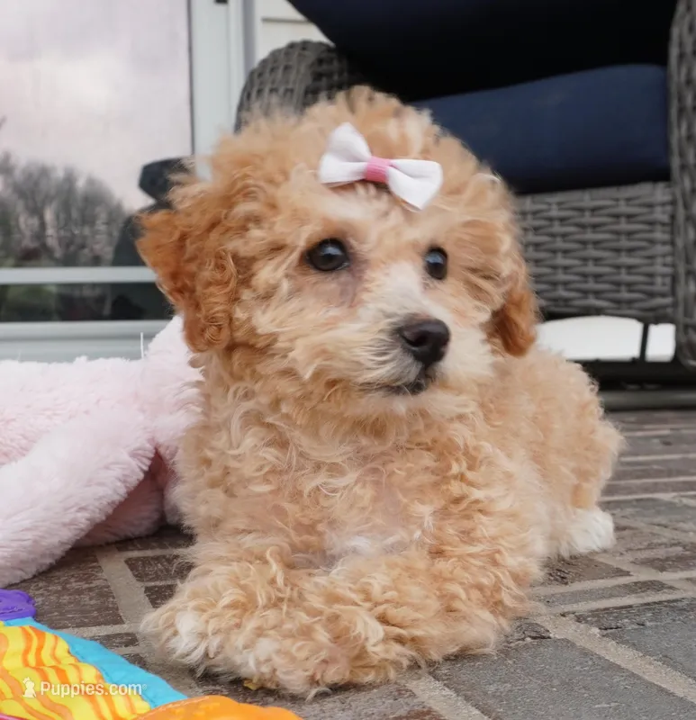 gem – Miniature Aussiedoodle puppy for sale in Moravia, IA