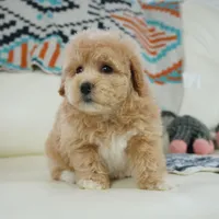 gem, a male Miniature Aussiedoodle for sale in Moravia, IA – Photo 4 of 4