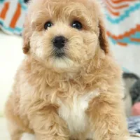 gem, a male Miniature Aussiedoodle for sale in Moravia, IA – Photo 1 of 4