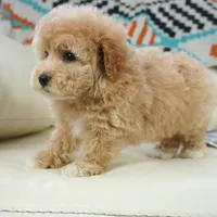 gem, a male Miniature Aussiedoodle for sale in Moravia, IA – Photo 2 of 4