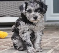 Rylee, a female Poodle - Toy  for sale in Moravia, IA – 2 of 4
