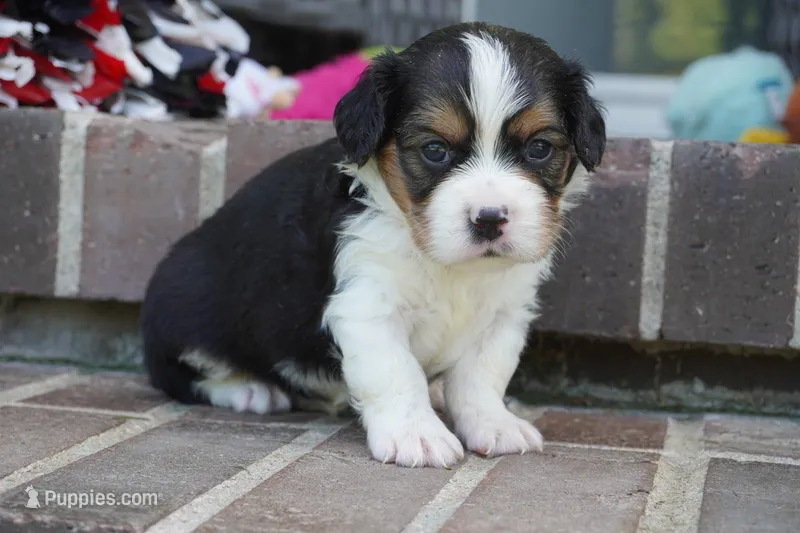 Paul – Pembroke Welsh Corgi, Cavalier King Charles Spaniel puppy for sale in Moravia, IA