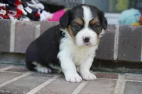 Paul, a male Pembroke Welsh Corgi and Cavalier King Charles Spaniel for sale in Moravia, IA – 1 of 2