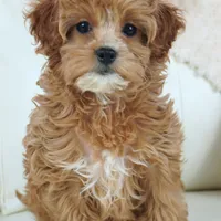 Line-F1b, a female Cavapoo for sale in Moravia, IA – Photo 3 of 6