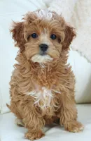 Line-F1b, a female Cavapoo for sale in Moravia, IA – Photo 1 of 4