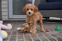 Line-F1b, a female Cavapoo for sale in Moravia, IA – Photo 1 of 6
