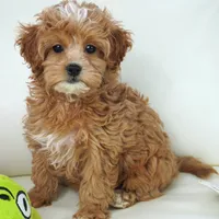 Line-F1b, a female Cavapoo for sale in Moravia, IA – Photo 4 of 6