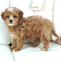 Line-F1b, a female Cavapoo for sale in Moravia, IA – Photo 5 of 6