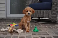 Line-F1b, a female Cavapoo for sale in Moravia, IA – Photo 2 of 6