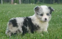 Danni Girl-fluffy, a female Pembroke Welsh Corgi for sale in Moravia, IA – 1 of 9