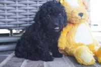 Evan-Toy, a male Poodle - Toy  for sale in Moravia, IA – Photo 1 of 3