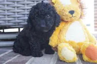 Evan-Toy, a male Poodle - Toy  for sale in Moravia, IA – Photo 3 of 3