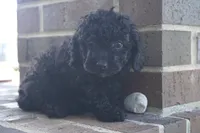 Evan-Toy, a male Poodle - Toy  for sale in Moravia, IA – Photo 2 of 3