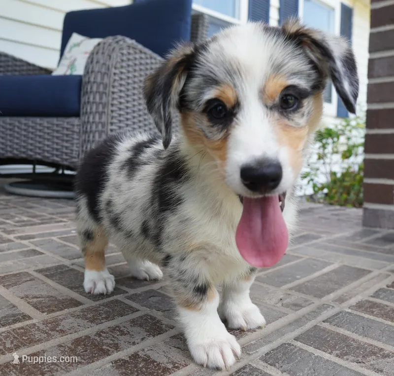 Decklin – Pembroke Welsh Corgi puppy for sale in Moravia, IA