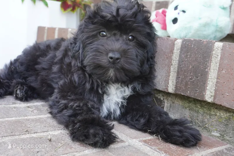 Crockette-Toy – Miniature Aussiedoodle puppy for sale in Moravia, IA